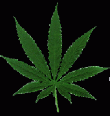 feuille