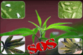 10 SOS   Copy