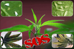 10 SOS