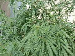 Amnesia en outdoor
