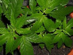 Plant " Jack Herer " [Cro + 21 ]