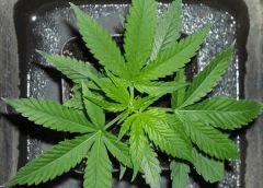 Plant " Jack Herer " [Cro + 12 ]