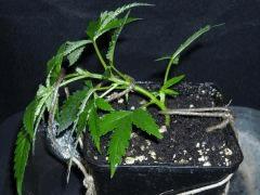 Plant " Jack Herer " [Cro + 12 ]