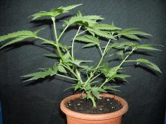 Plant " Jack Herer " [Cro + 30 ]