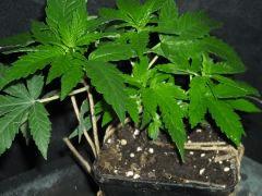 Plant " Jack Herer " [Cro + 21 ]