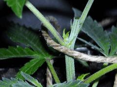 Plant " Jack Herer " [Cro + 12 ]