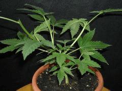 Plant " Jack Herer " [Cro + 30 ]