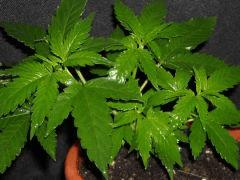 Plant " Jack Herer " [Cro + 21 ]