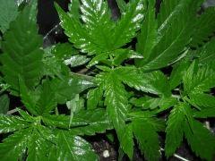 Plant " Jack Herer " [Cro + 21 ]