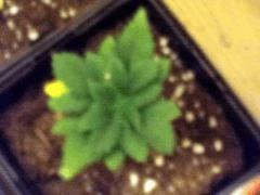 DSCN0087