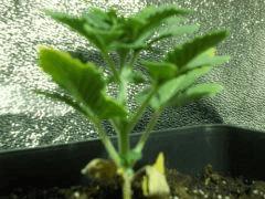 DSCN0248