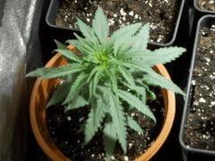 DSCN0253