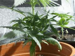 DSCN0241