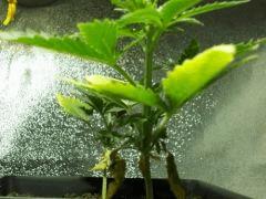 DSCN0246