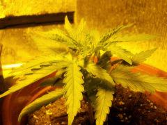 DSCN0095