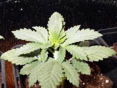 DSCN0066