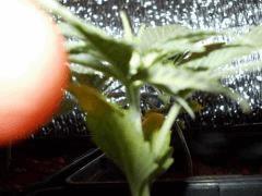 DSCN0079
