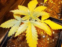 DSCN0107