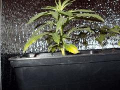DSCN0075