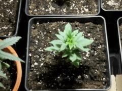 DSCN0254