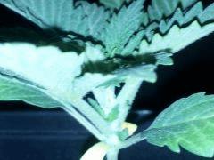IMG 20120828 202409