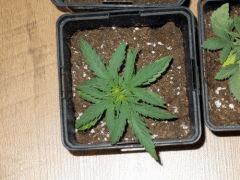 DSCN0084