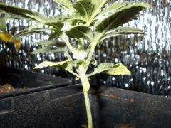 DSCN0082
