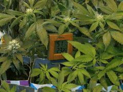 Photo 007