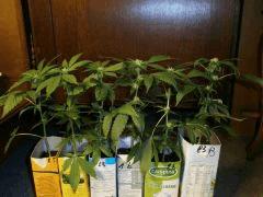 One Bud   Flo +15 (2)