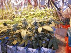 One Bud flo+ 35