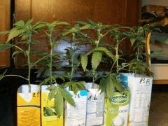 One Bud   Flo +15