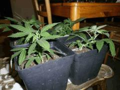 En Cro 4 futur buisson   Cro 26