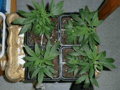En Cro 4 futur buisson   Cro 26 Vue dessus