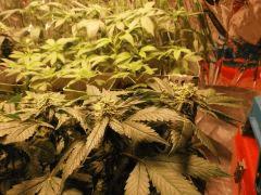 One Bud dessus   Flo 35