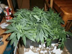 mes 2 P.M 120 jours (White Skunk)