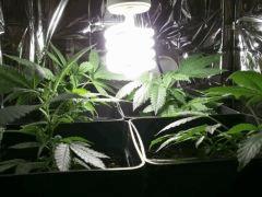 En Cro 4 futur buisson   Cro 26 (2)