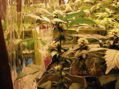 Hummm One Bud   Flo +22