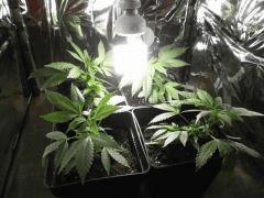 En Cro 4 futur buisson   Cro 26 (3)