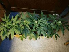 One Bud Du dessus   Flo 15