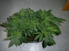 P.M #4 De dessus 2