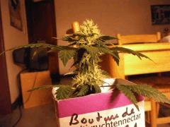 micro Bud