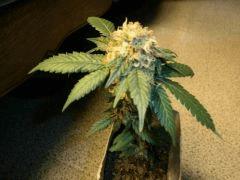 mini Bud  Flo +43