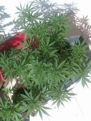 IMAG0255