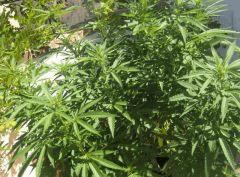 sativa9
