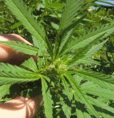 tetesativa
