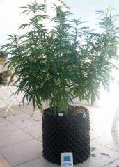 sativa4