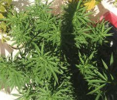 sativa6