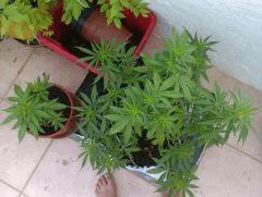 IMAG0205