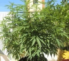 sativa8
