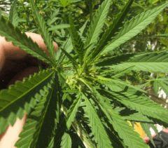 tetesativa2